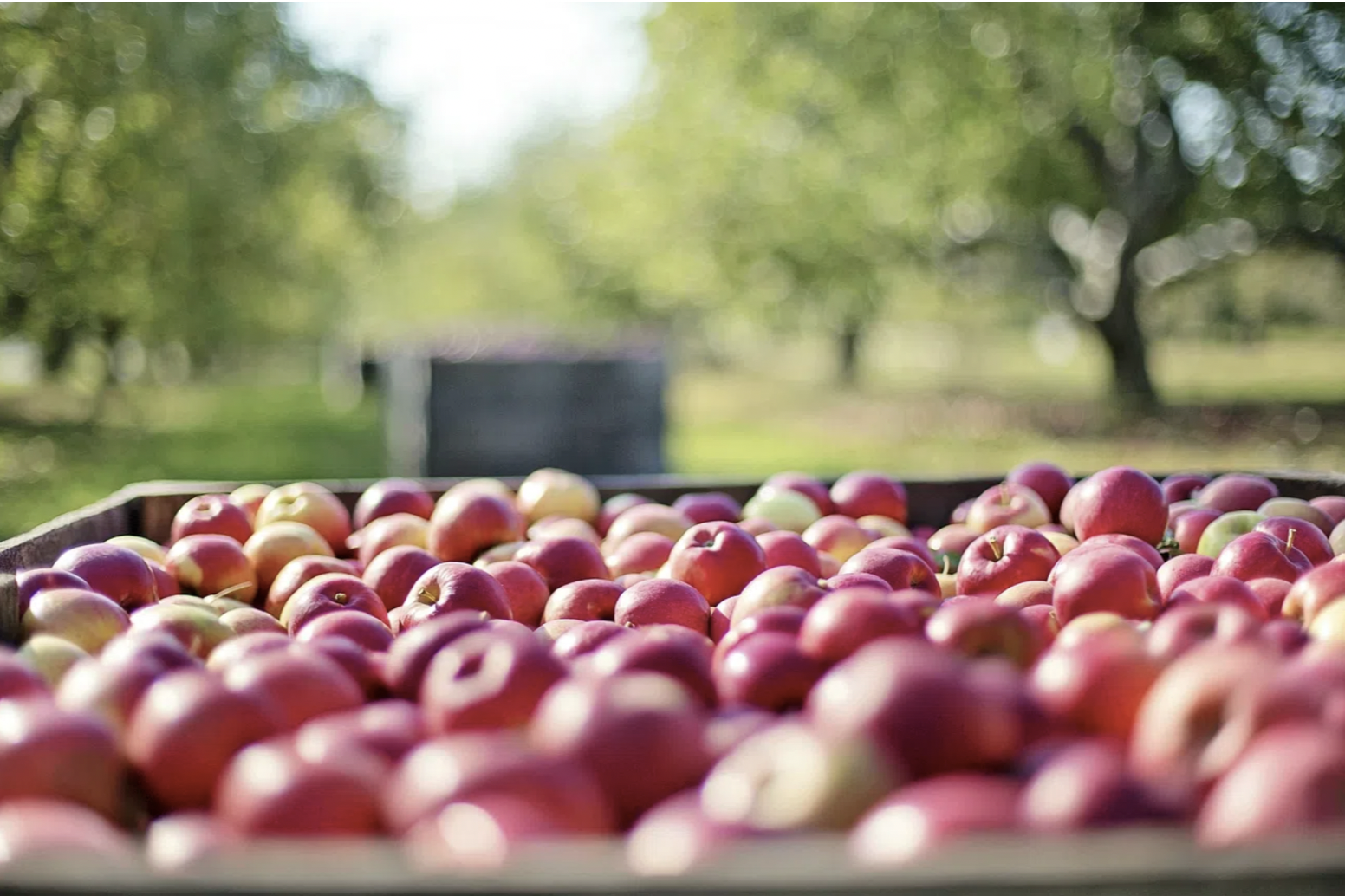 Le cidre français